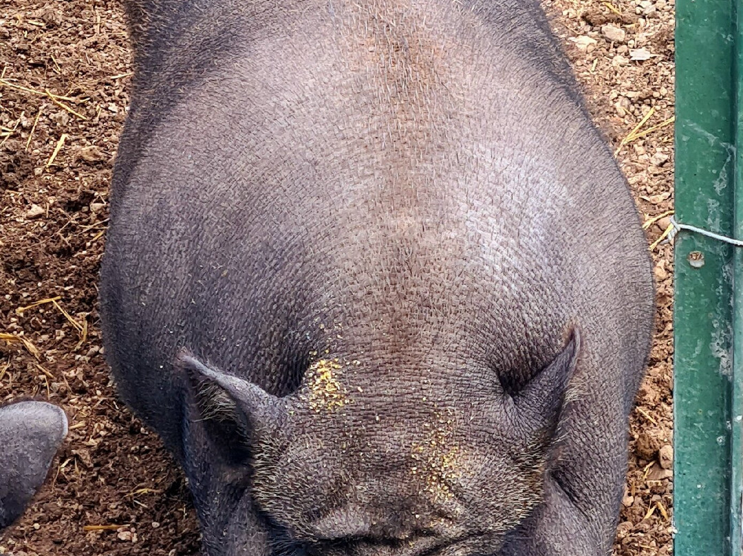Canoa Sul Tirino - Abruzzo Wild-Bussi sul Tirino必去景点