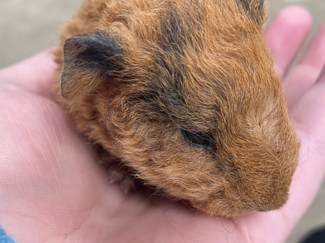 Big Sheep & Little Cow-Bedale必去景点