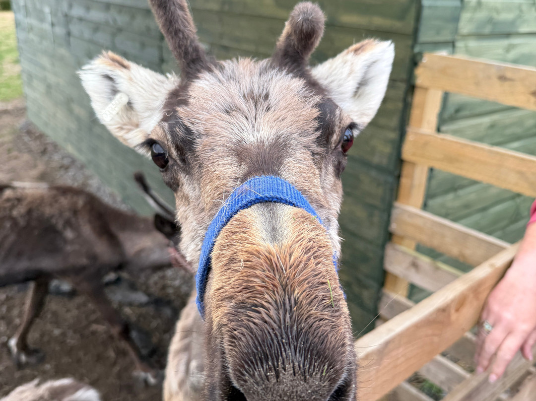 Caithness Animal Farm Park-Lybster必去景点