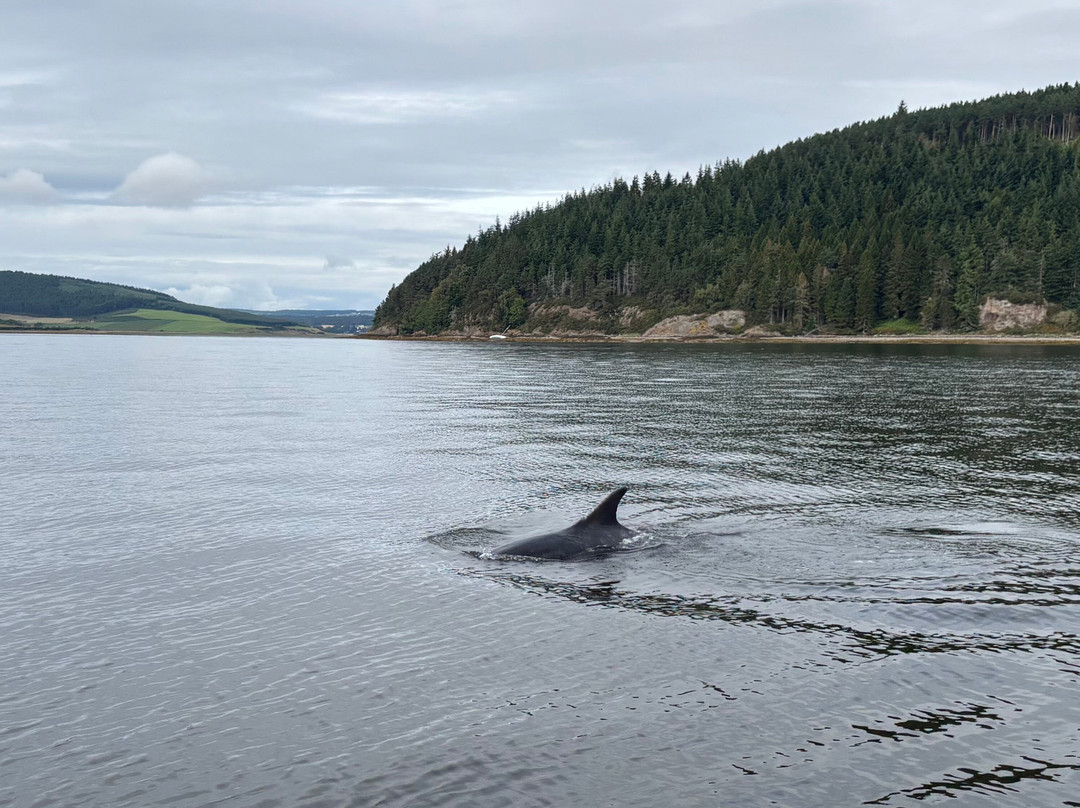 Dolphin Trips Avoch-Avoch必去景点