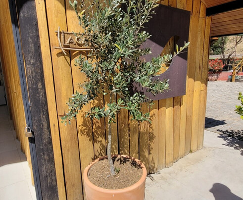 Azeite Sabiá Da Mantiqueira - Fazenda Do Campo Alto-圣安东尼奥杜皮尼亚尔必去景点