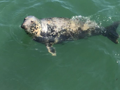 Boatsafari.co.uk-布里克瑟姆必去景点