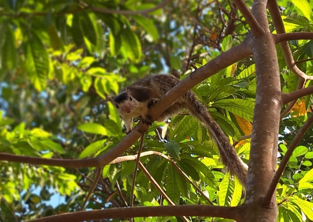 Ceylon Resort Wilpattu主图