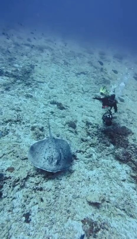Fulidhoo Dive & Water Sports-Fulidhoo必去景点