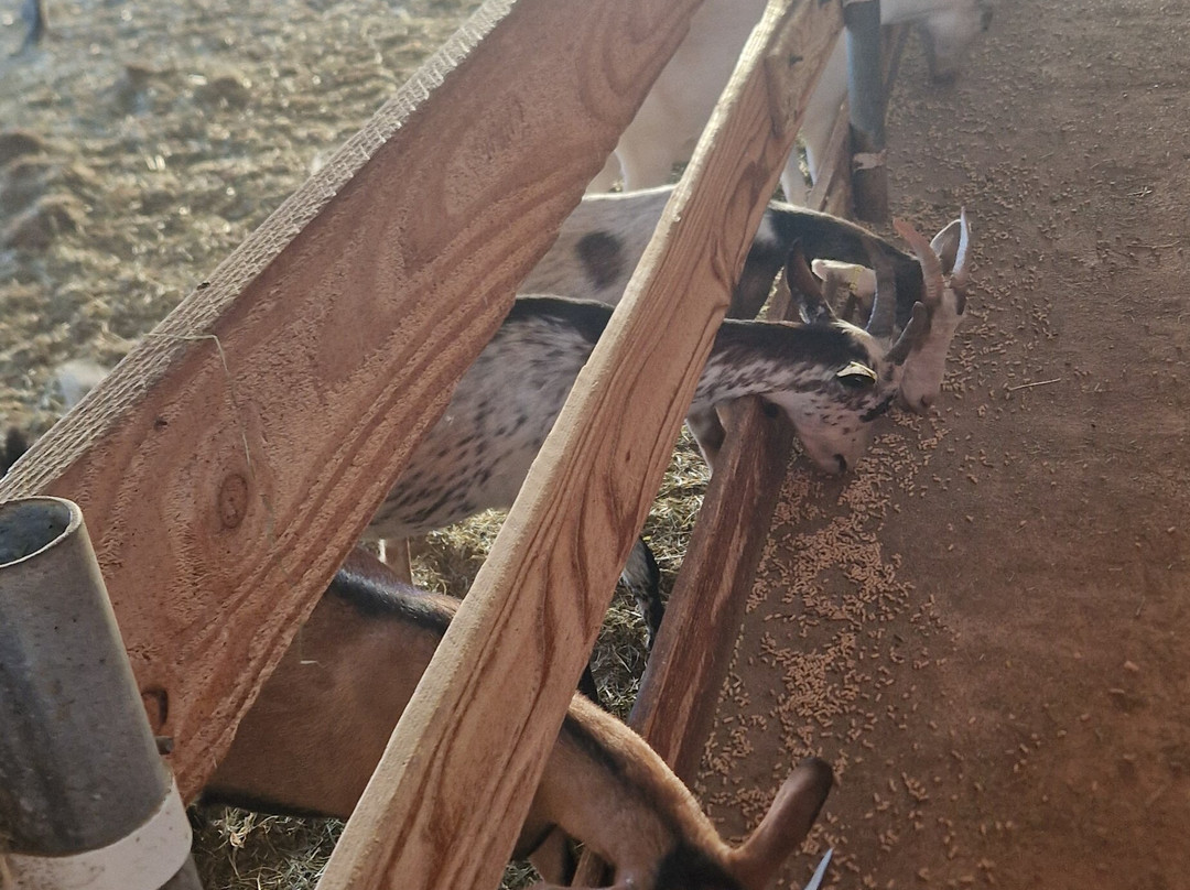 Les Chevres qui Dansent-Le Grand-Serre必去景点