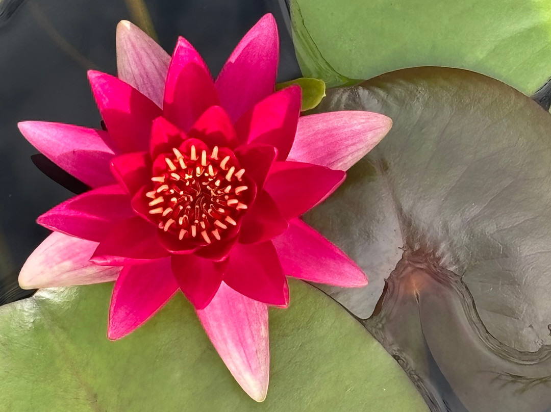 Les Jardins D'eau-Carsac-Aillac必去景点