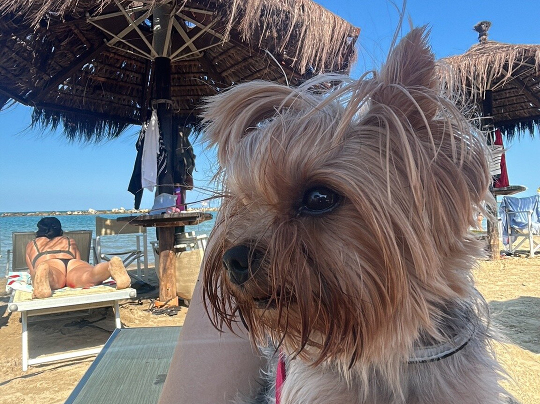 Lido Sabbia D'Oro - Bau Miao Beach-Francavilla Al Mare必去景点