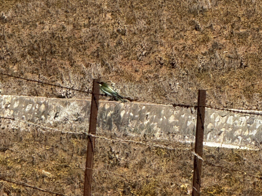 Birding The Strait-塔里法必去景点