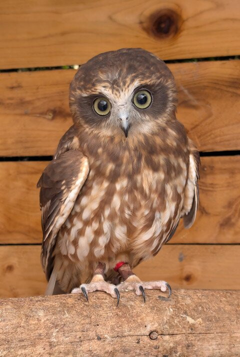 Animalistic Encounters-South Woodham Ferrers必去景点