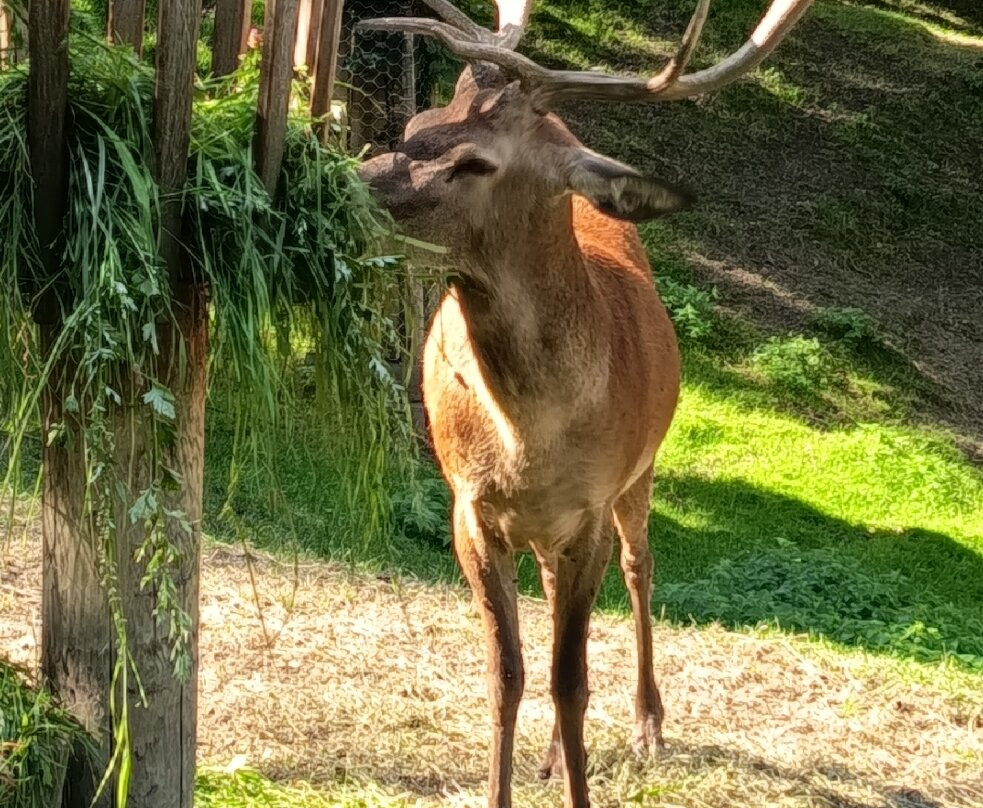 Parc Animalier d'Introd-Introd必去景点