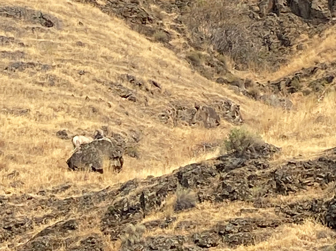 Snake River Adventures-刘易斯顿必去景点