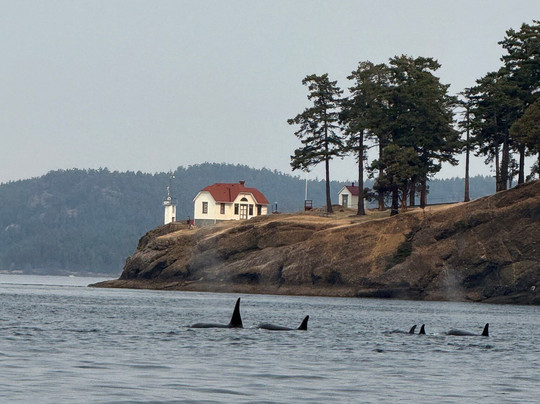 Western Prince Whale & Wildlife Tours-星期五港湾必去景点