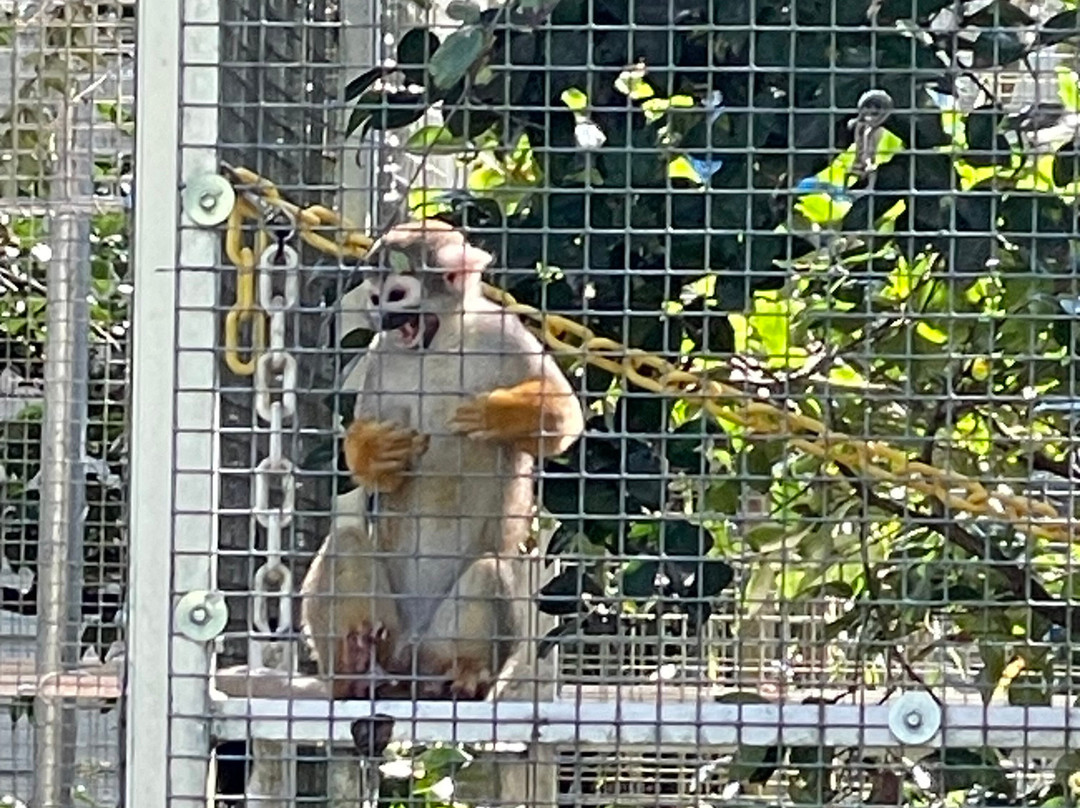 Jungle Friends Primate Sanctuary-盖恩斯维尔必去景点