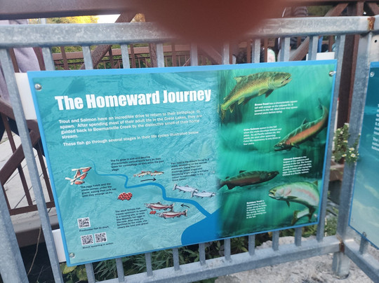 Bowmanville Creek Valley & Fish Ladder-Bowmanville必去景点