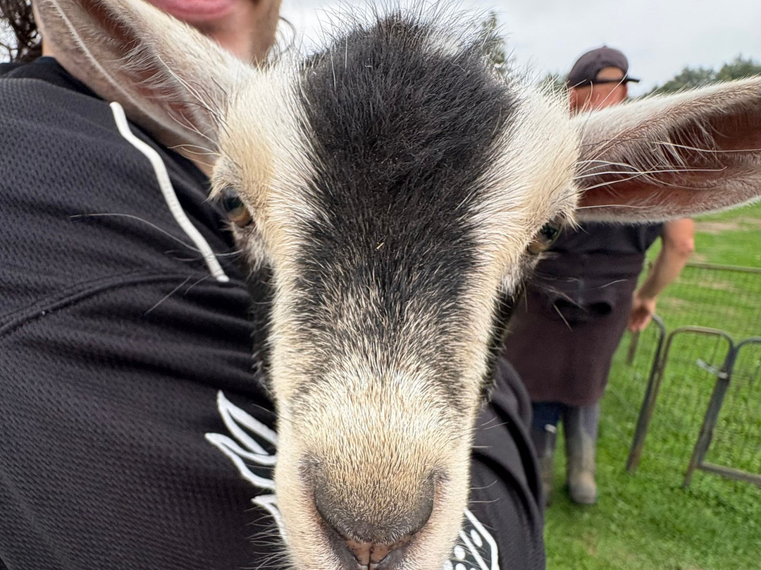 Blackwater Alpacas & Pygmy Goats-布伦特里必去景点