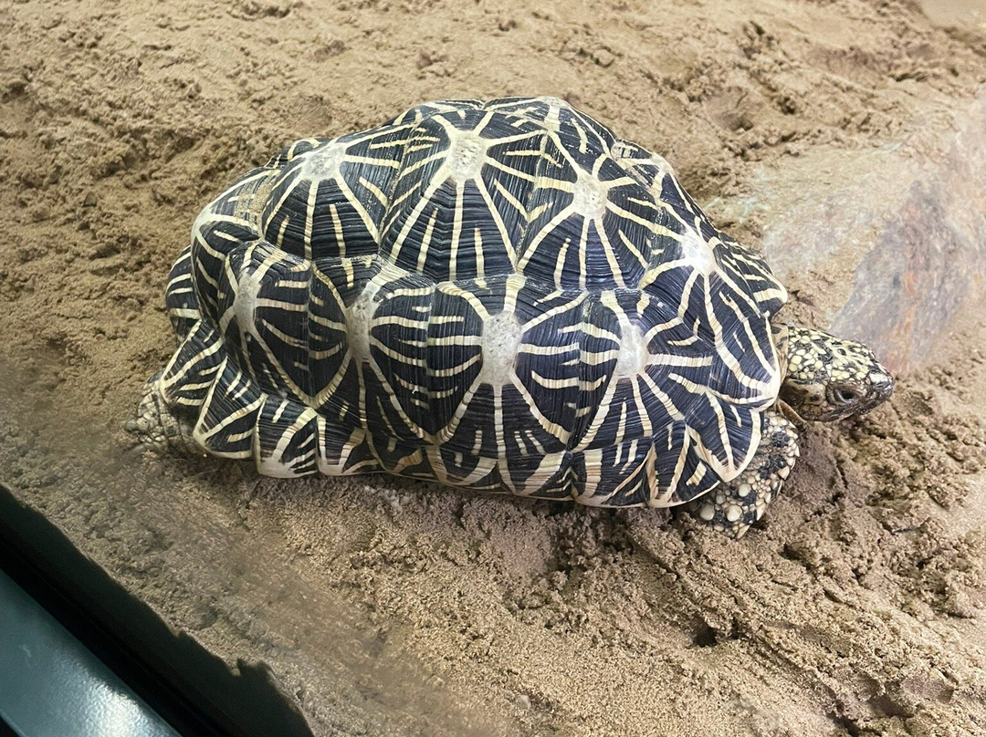 Serpentarium Wildlife Park Tasmania-圣海伦火山必去景点