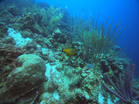 DiveFactory Bonaire-Kralendijk必去景点