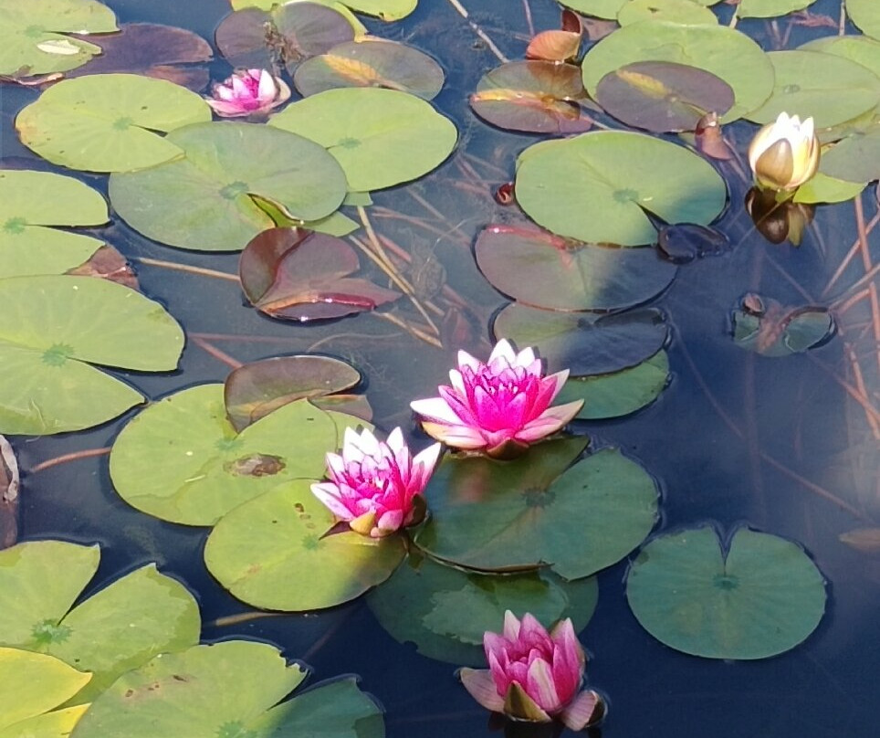 Browsholme Hall, Gardens & Cart Shed Café-克利夫罗必去景点