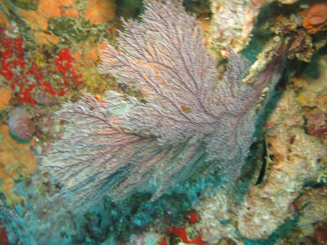 Whitetip Divers-普拉兰岛必去景点
