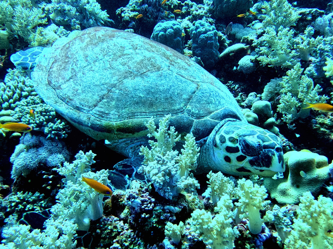 Emperor Divers-马萨阿拉姆必去景点