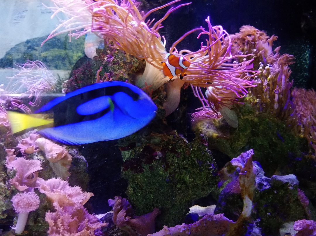 Ubatuba Aquarium-乌巴图巴必去景点