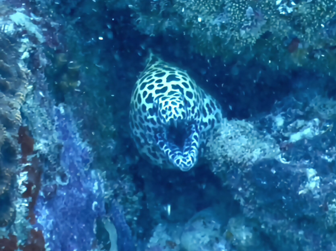 Oceanika Diving Club-伊甸岛必去景点