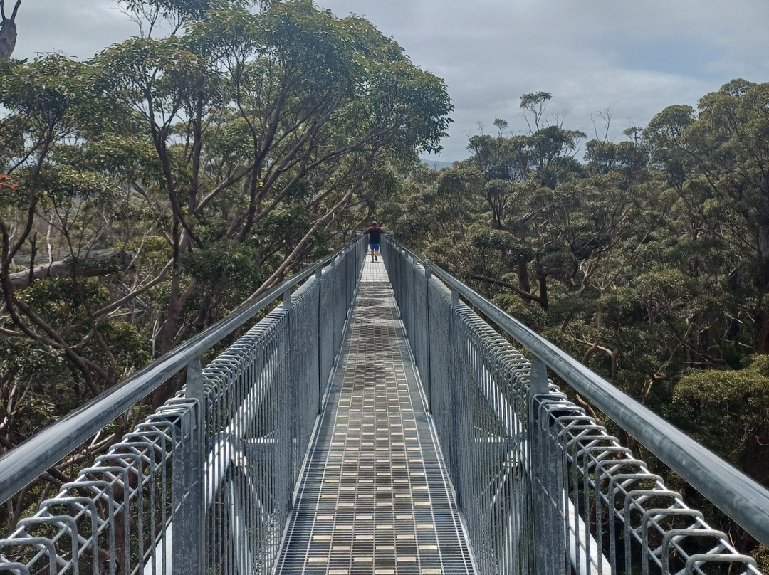 Valley of the Giants Tree Top Walk-Nornalup必去景点