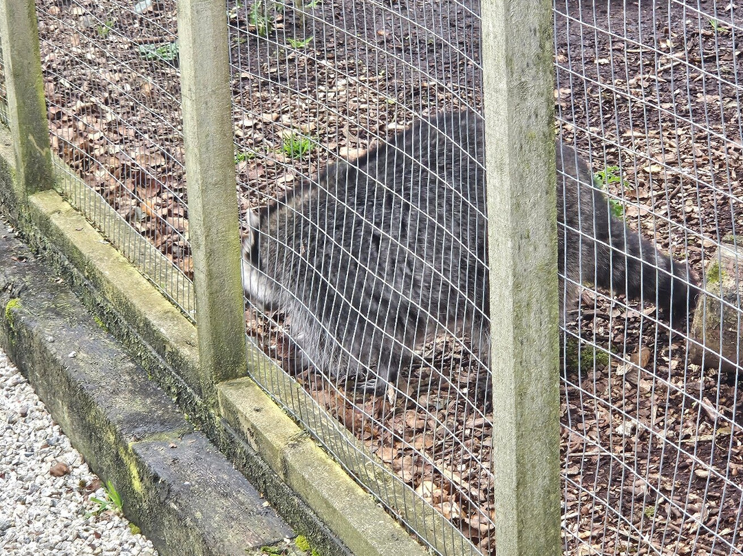Screech Owl Sanctuary & Animal Park-St Columb Major必去景点