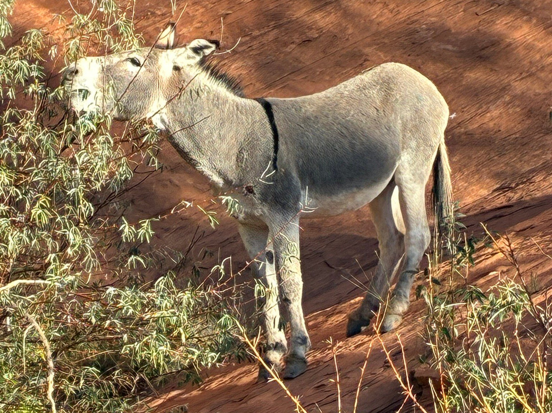Beauty Way Jeep Tours-Chinle必去景点