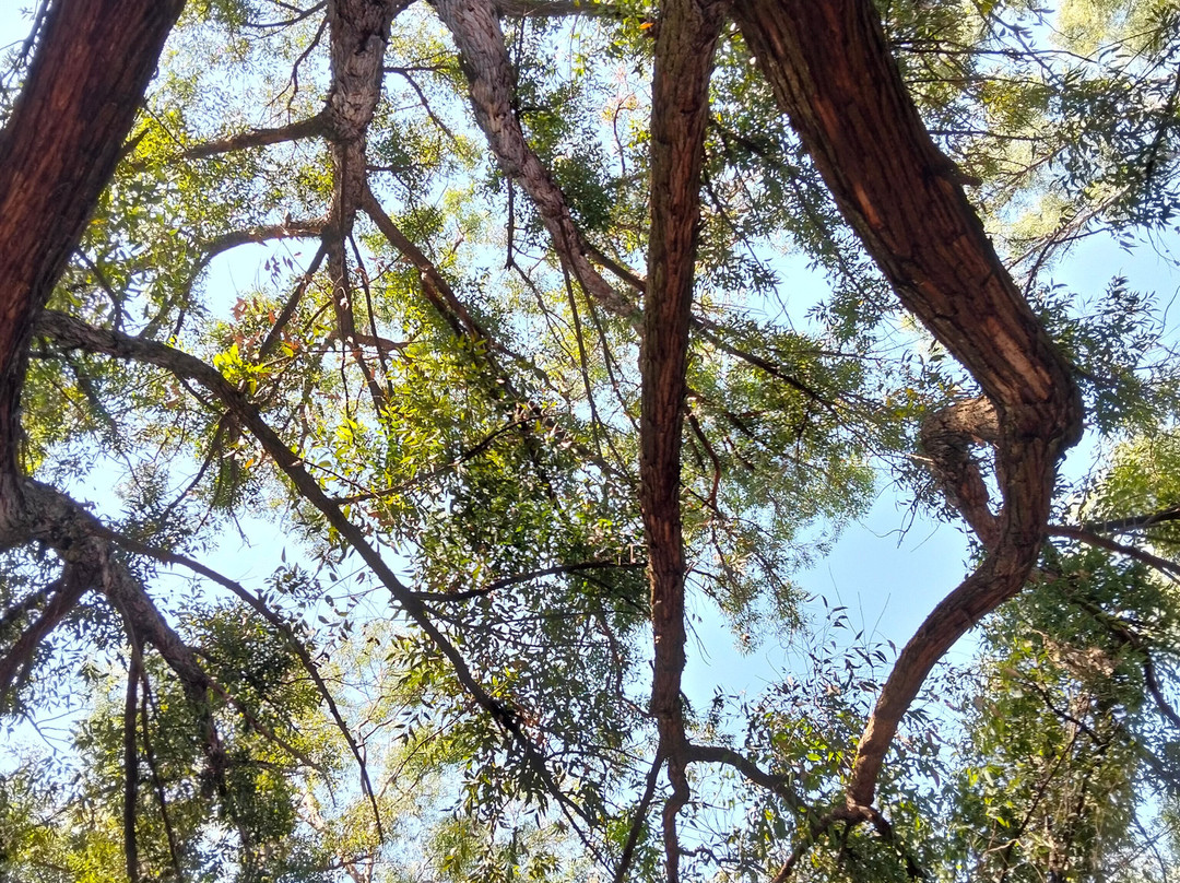 Acrobranch Pretoria North-比勒陀利亚必去景点