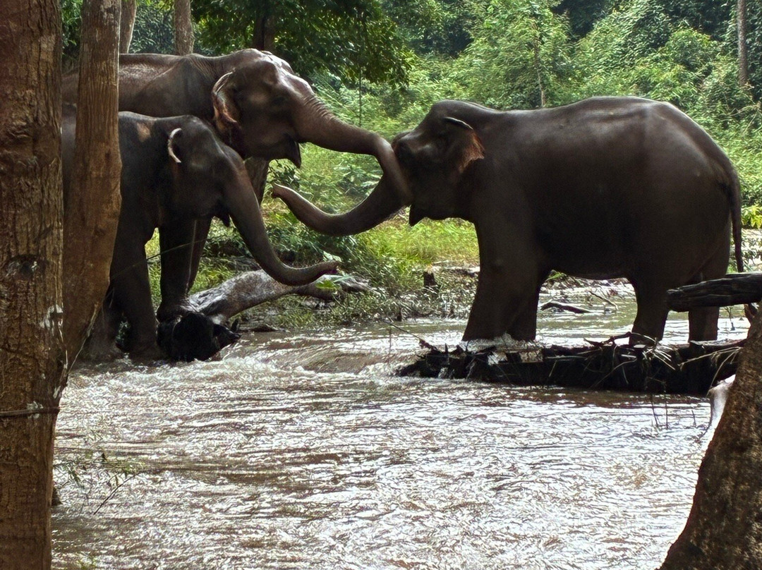 Elephant Community Project - Day Tours-森莫诺隆必去景点