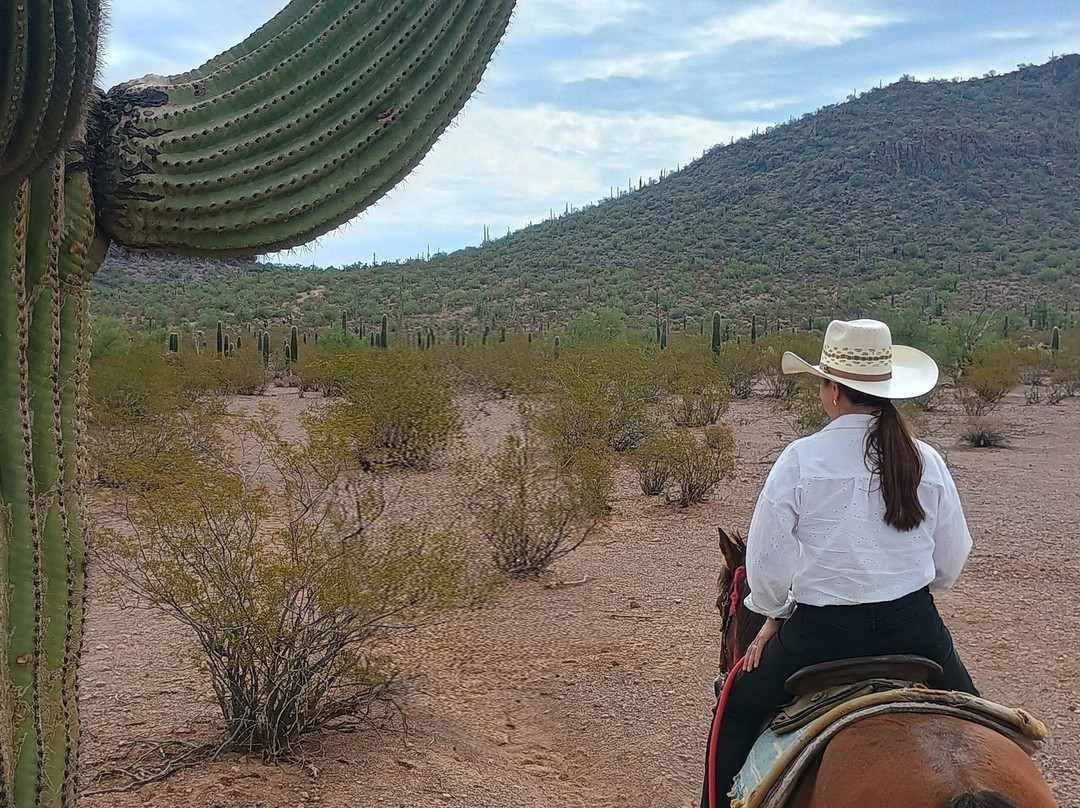 Tucson Mountain Stables-图森必去景点
