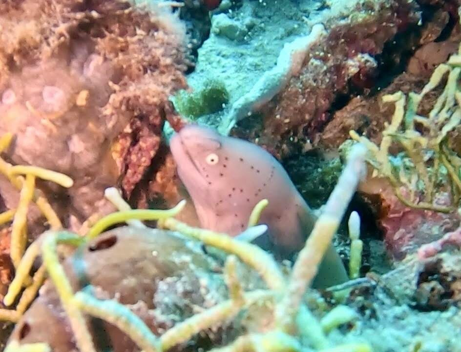 iDive Diving Centre-马卡迪湾必去景点