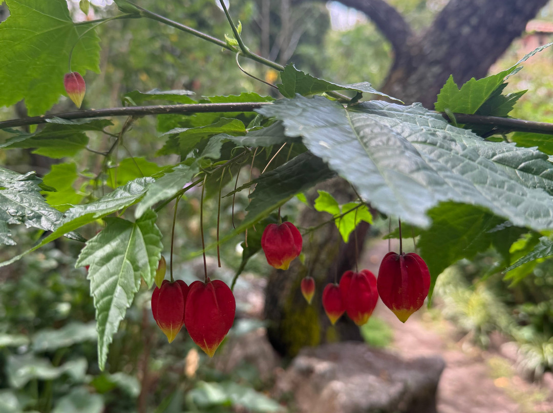 Willka T'ika Luxury Wellness Retreat主图