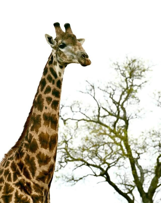 Wild Insight Safaris-Hluvukani必去景点