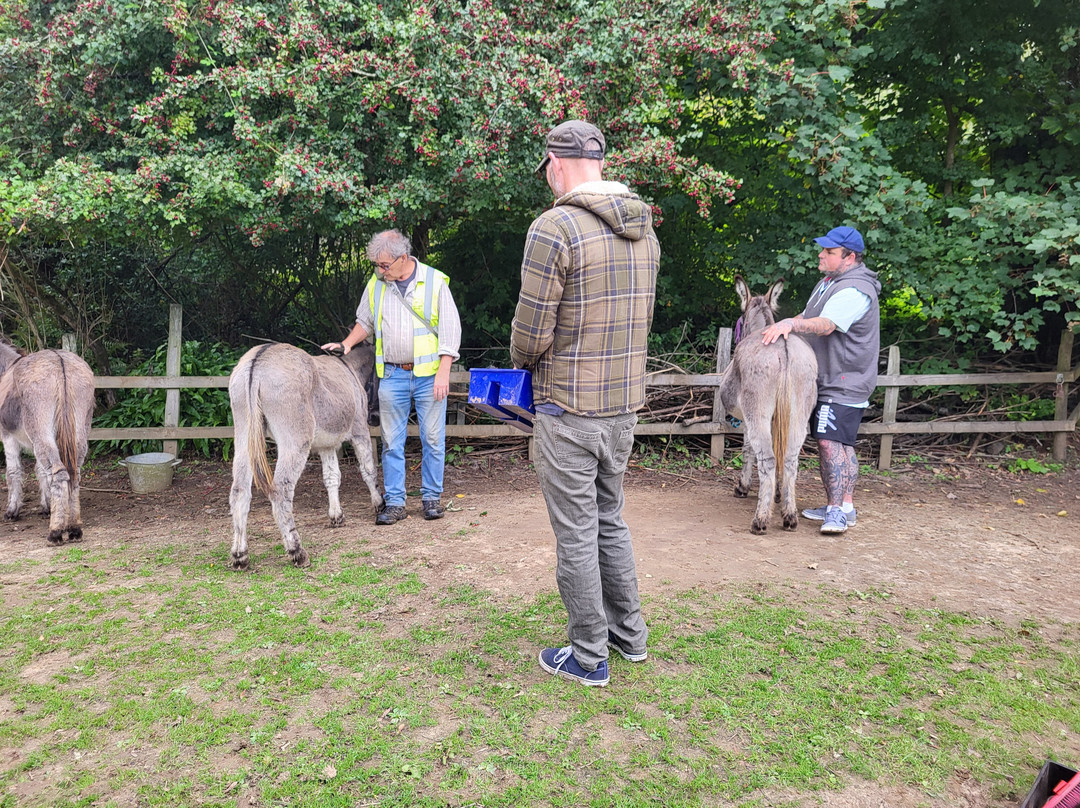 Donkey Walking Adventures-Beaminster必去景点