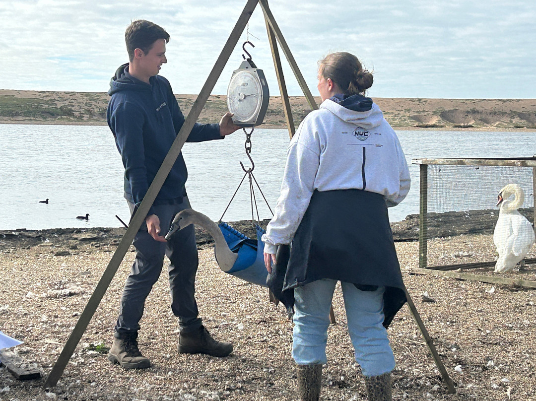 Abbotsbury Swannery-Abbotsbury必去景点