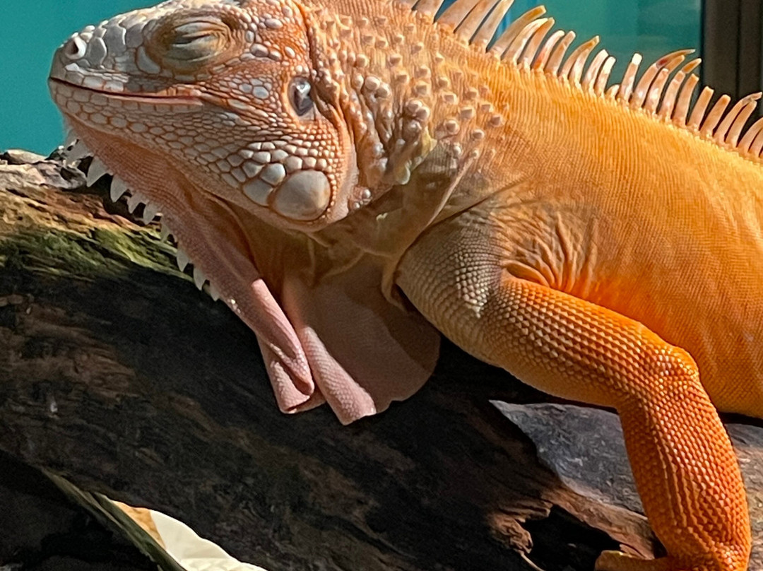 Dmm Kariyushi Aquarium-丰见城市必去景点