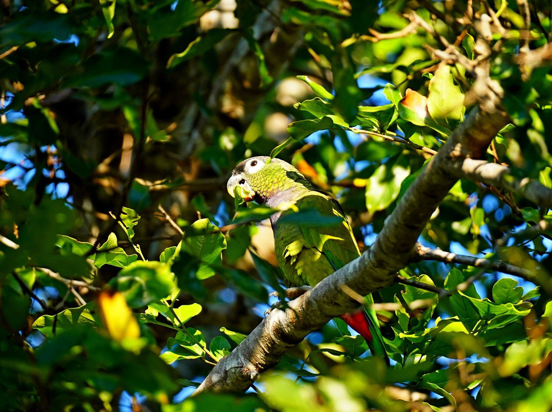 Pantanal Trackers-波科内必去景点