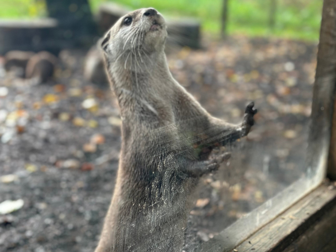 New Forest Wildlife Park-Ashurst必去景点