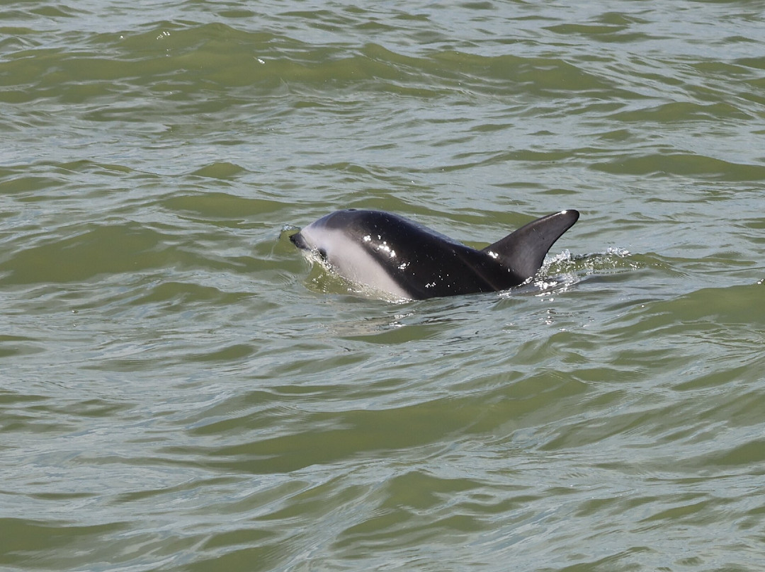 Split Apple Rock Cruise-凯特里特里必去景点