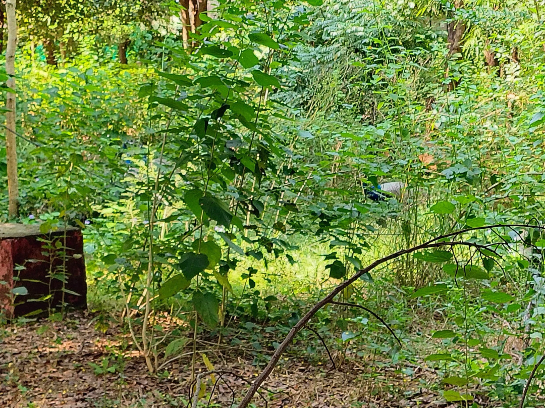 Sariska Tiger Heaven主图