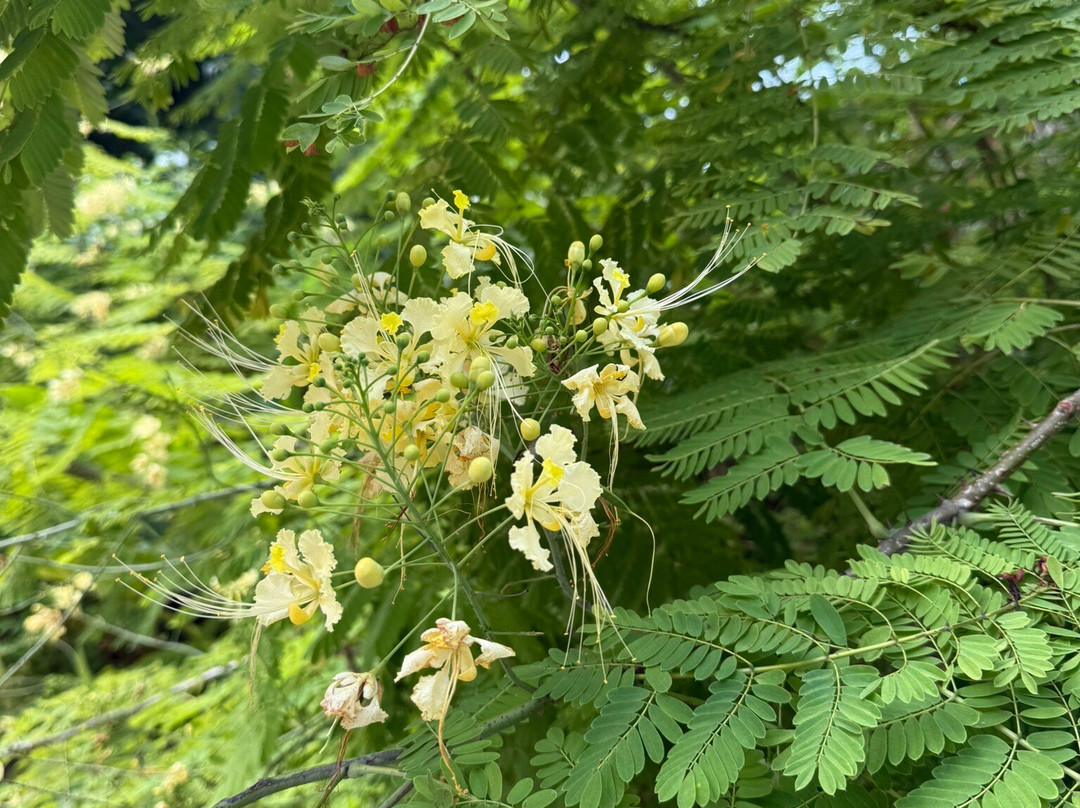 MHKK Tours & Taxi Service-Rockley必去景点