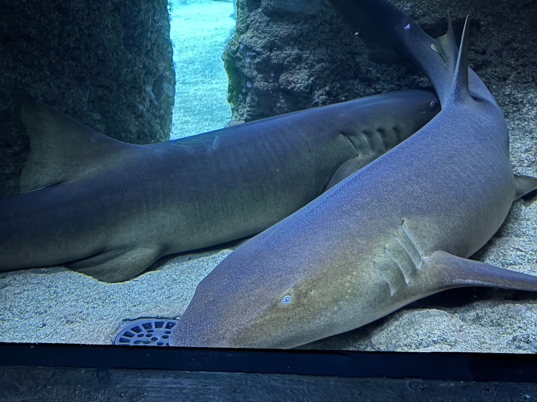 Aquarium de Biarritz-比亚里茨必去景点