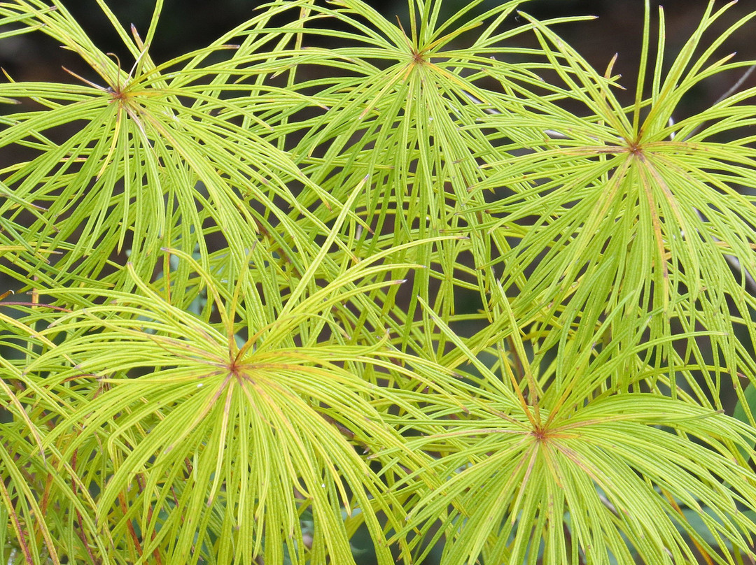 The Frelinghuysen Arboretum-莫里斯敦必去景点