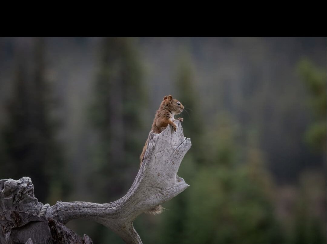 McKenzie Trails West-Nordegg必去景点