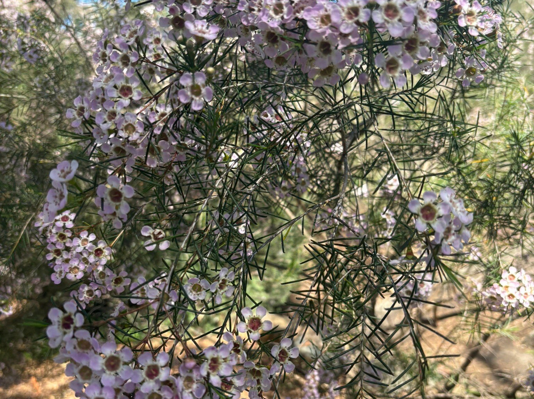 Wittunga Botanic Garden-Blackwood必去景点