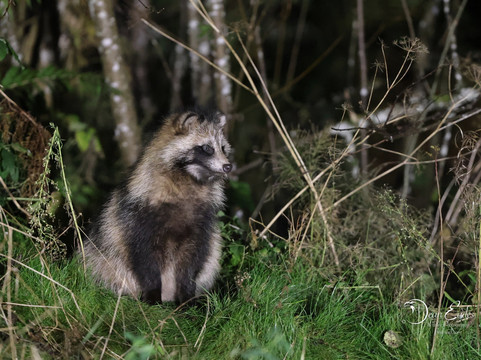 Wildlife Dreams-雾观必去景点
