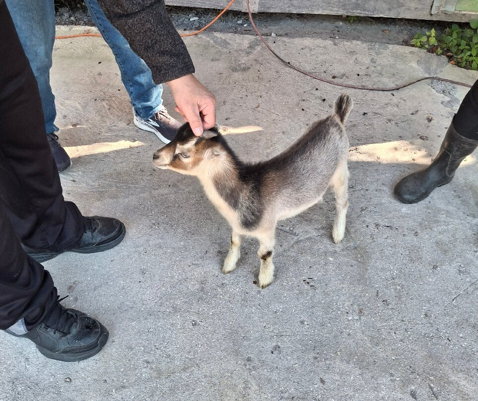 Croc Encounters-坦帕必去景点