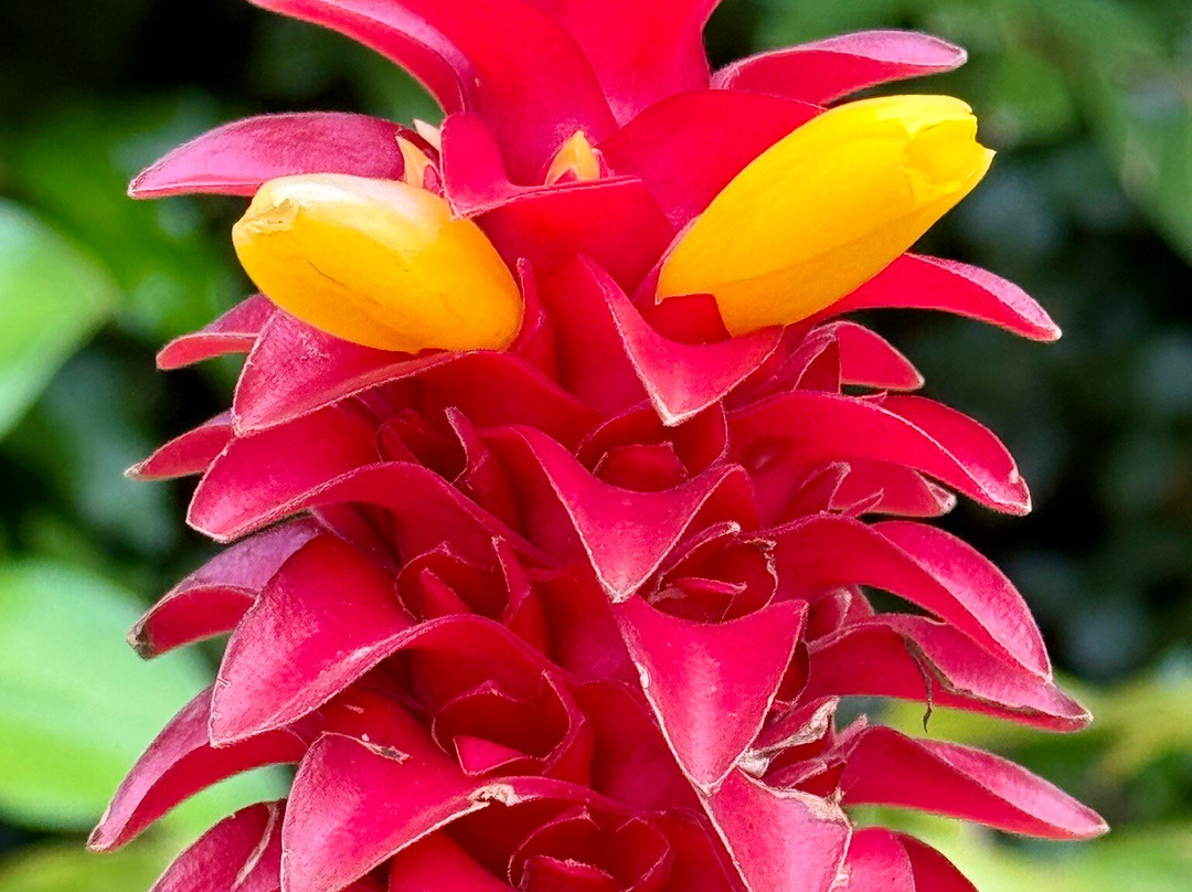 Parque Terra Nostra-富尔纳斯必去景点